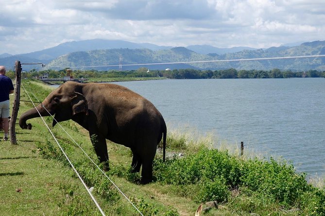 Udawalawe National Park Safari From Kalutara/Bentota/Hikkaduwa - Operational Directions and Guidelines