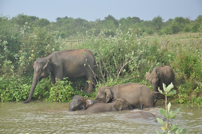 Udawalawe National Park Safari From Kalutara - Booking Information