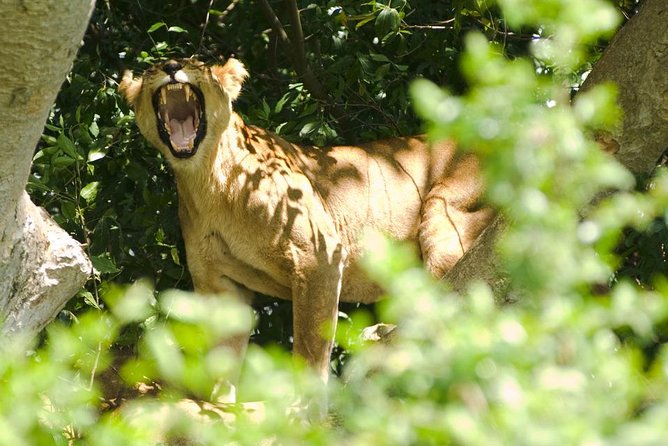 Uganda the Pearl of Africa Complete Wildlife 20 Day Safari - Meal Options