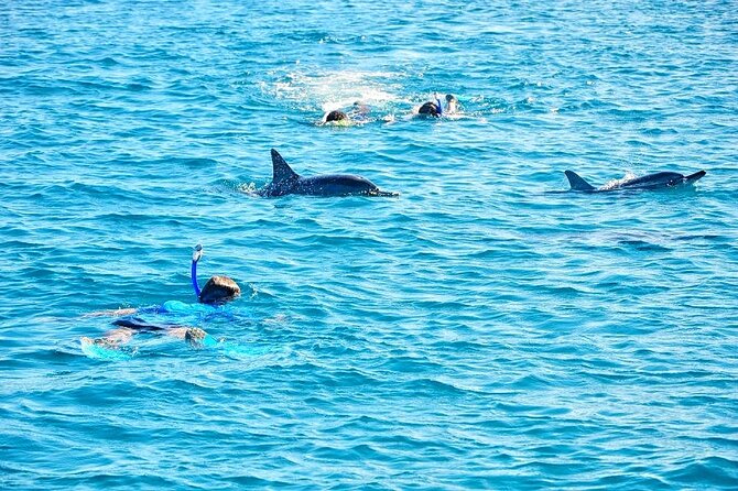 Ultimate Day of Adventure: Wild Dolphins, Macondé Viewpoint, Adventure Park - Participation Guidelines