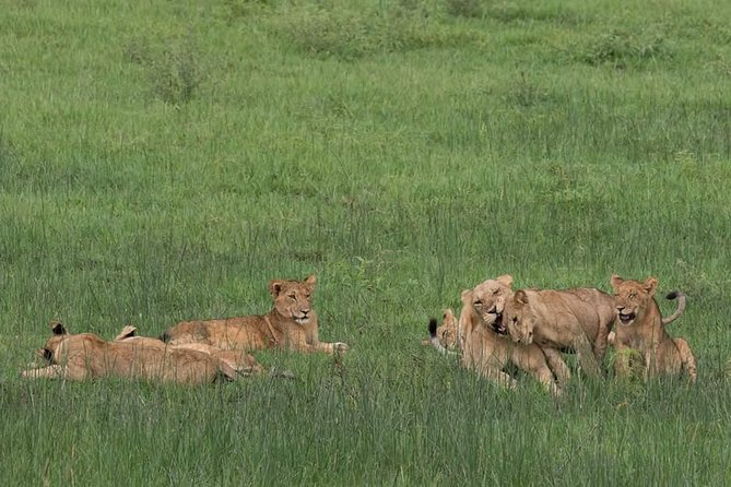 Ultimate Uganda Luxury Safari - 14 Days - Culinary Experiences