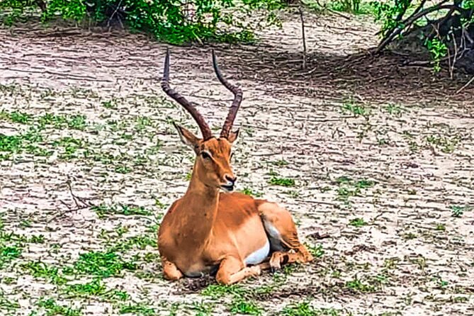Unique Game Drive in Zambezi National Park in Open Safari Jeep - Health and Safety Guidelines