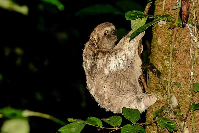 Uvita: Nature and Wildlife Night Tour in Tropical Forest -Private - Whats Included in the Tour