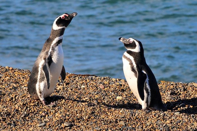 Valdés Peninsula - Full Day Excursion - Location: Puerto Madryn, Argentina