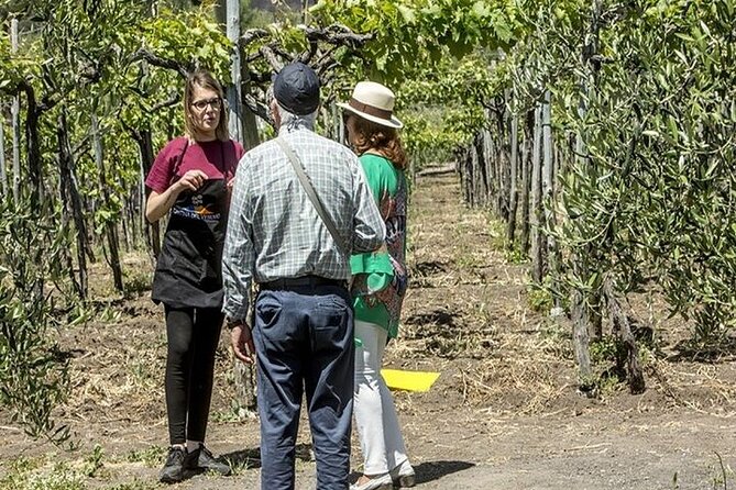Vesuvius Wine Tasting Tour From Naples With Lunch - Booking Information