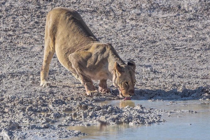 Victoria Falls- Okavango Delta Safari (11 Nights/ 12 Days) - Pickup Options