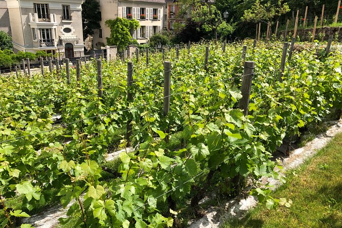Vineyard Visit and Wine Tasting in Clos Montmartre - Booking Options