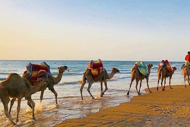Vip Full Day Private Tangier Tour From Costa De Sol All Inclusive - Price Details