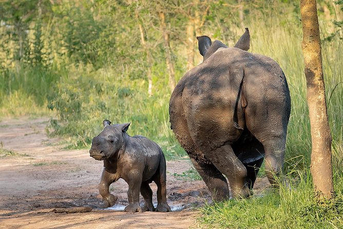 Visit Rhinos at Ziwa Rhino Sanctuary From Masindi - Weather Considerations and Refund Policy