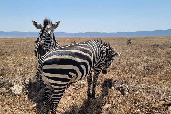 Wanderlust 4-Day Safari Tour - Safari Activities