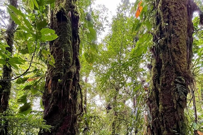 Waterfall Hanging Bridges Hot Springs La Fortuna Tour Private - Pickup and Meeting Details