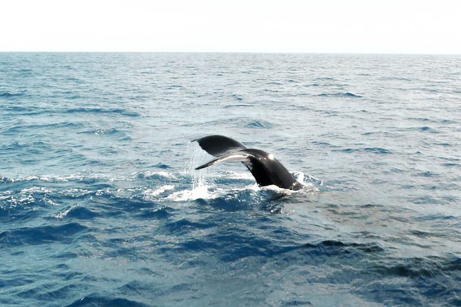 Whale Watching Boat Tour in Mirissa - The Sum Up