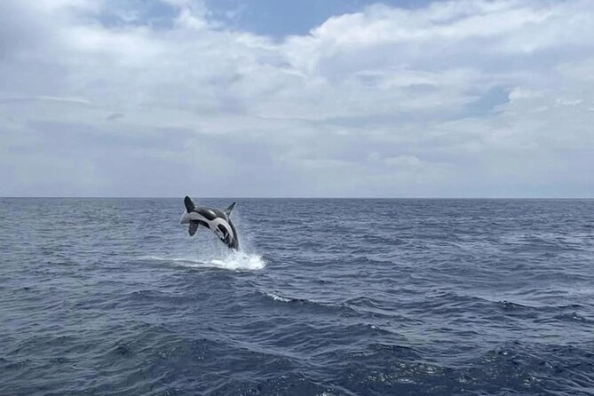 Whale Watching From Hikkaduwa With Pickup & Drop - Directions for Whale Watching Tour