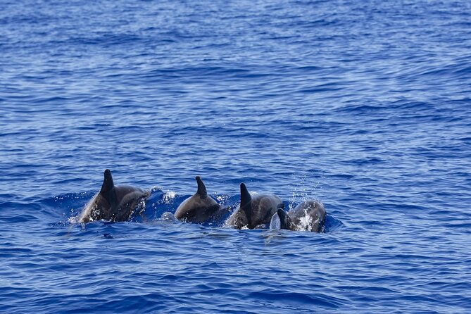 Whale Watching in Mirissa by Catamaran Cruise - Cancellation Policy