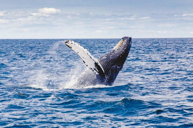 Whale Watching Shared Boat Tour From Bentota - Inclusions and Exclusions