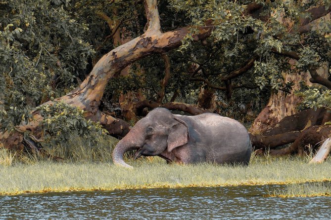 Wild Adventures Safari in Wilpattu - Wildlife Safari Experience Highlights