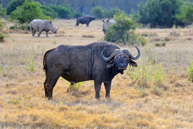 Wildebeest Migration at Masai Mara - Photography Tips for the Migration