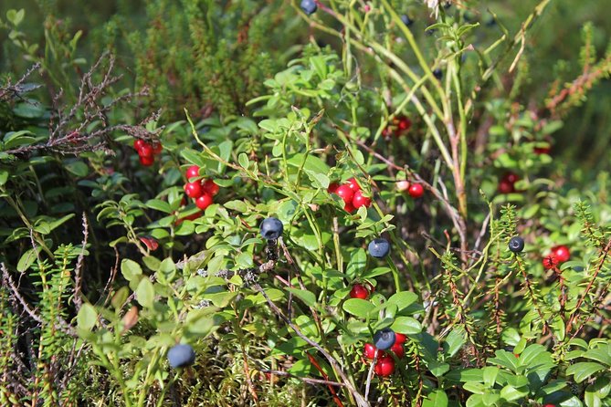 Wildfood From the Forest - Preparing Food Over an Open Fire