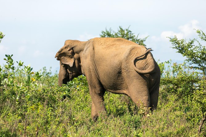 Wildlife of Sri Lanka (10 Days) - The Sum Up