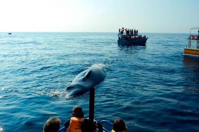 Wildlife Tour Covering Birds, Mammals and Whales (21 Days) - Transportation Logistics