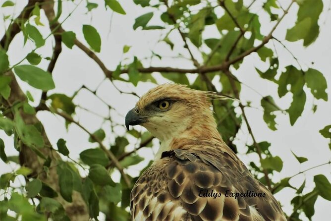 Wilpattu National Park Excursion - Expectations and Requirements