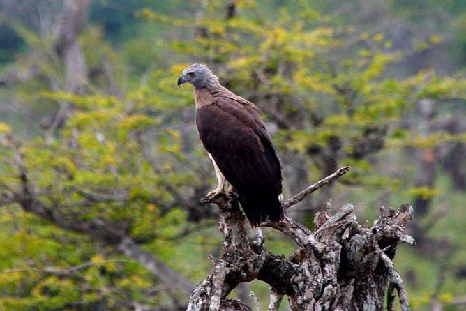 Wilpattu National Park Private Safari (All Inclusive) From Negombo - Confirmation and Accessibility Information