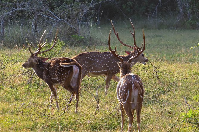 Wilpattu National Park Private Safari - Health and Fitness Requirements