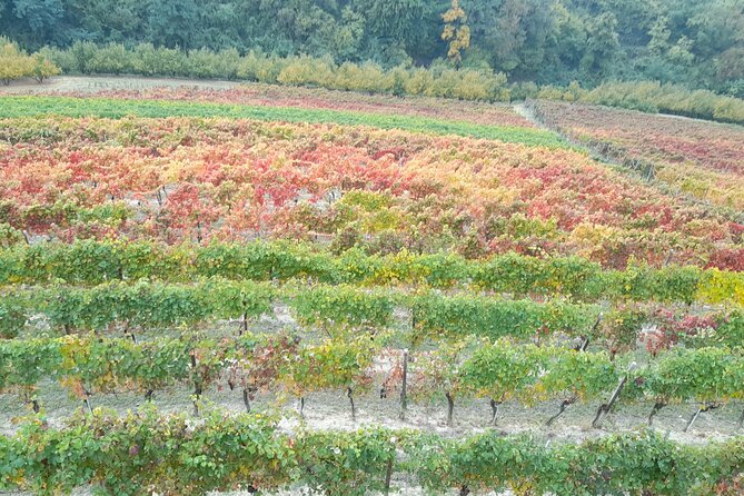 Wine and Typical Product Tasting Tour - Tour Inclusions