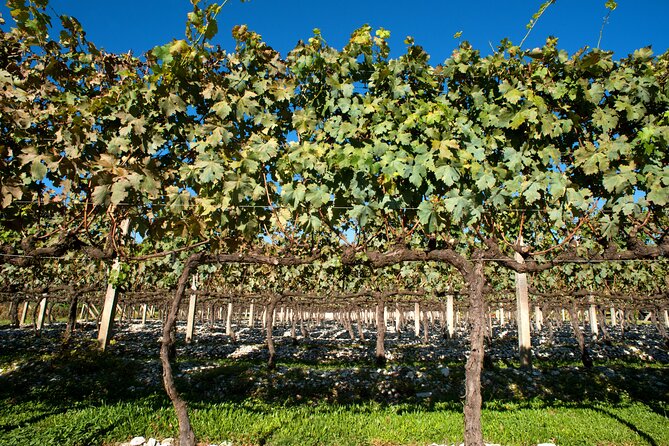 Wine Taste Tour With Maria Fumaça Train Ride - Review Verification Process