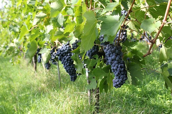 Wine Tasting - Meeting Location Details