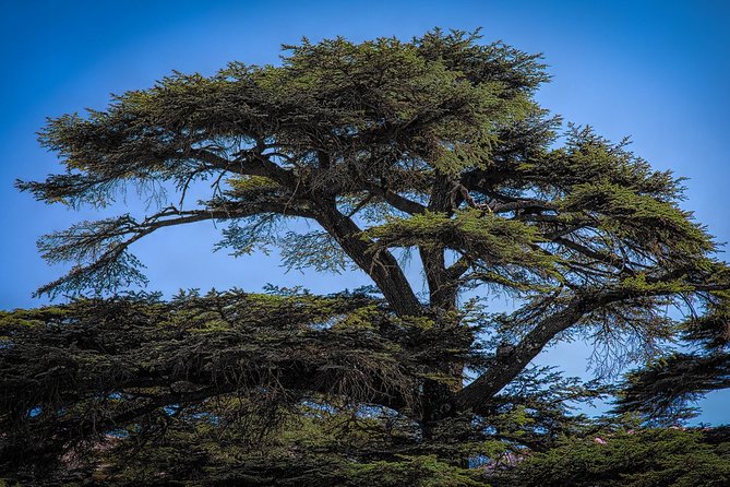 Wine Tasting and Hiking in the Cedars Forest - Availability and Booking Process