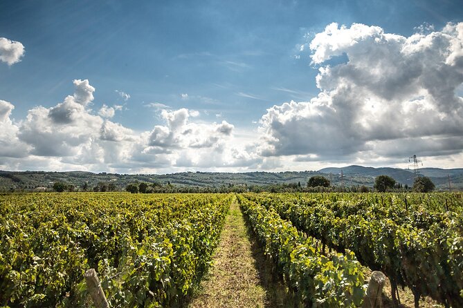Wine Tasting in Bolgheri - Expectations and Experience