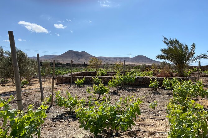 Winery and Chocolate Tasting Experience in Fuerteventura - Group Size Limitations