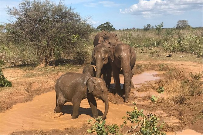 Witness the Beauty of South Asian Wildlife for the Budget Price - Must-Try Budget-Friendly Local Eats
