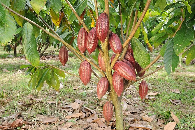 Xunantunich Mayan Ruins CACAO FARM AND TRADITIONAL CHOCOLATE MAKING Tour - Pricing Information
