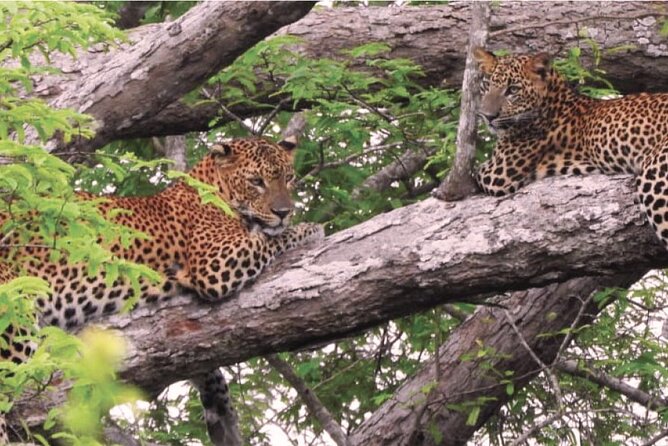 Yala Jeep Safari Tour From Yala - Additional Info