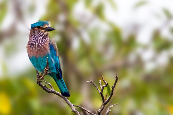 YALA National Park Full Day Tour With Breakfast and Lunch - Frequently Asked Questions