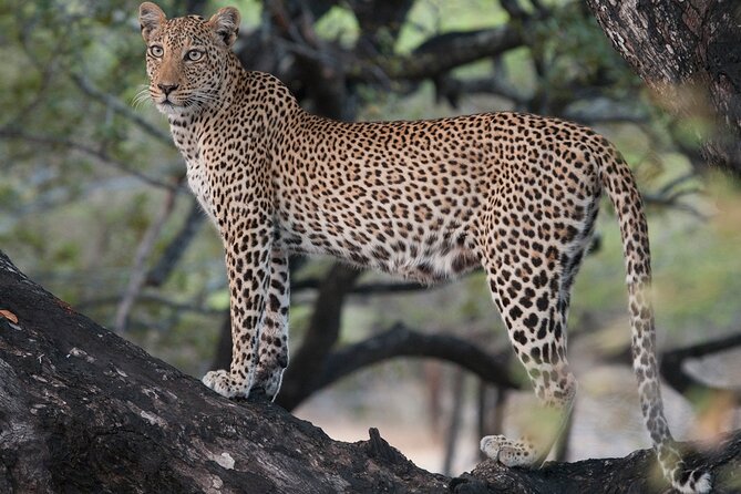 Yala National Park Half Day Safari From Colombo. - Confirmation and Accessibility