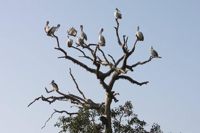 Yala National Park Jeep Safari - One Day Trip - Lunch and Refreshment Options