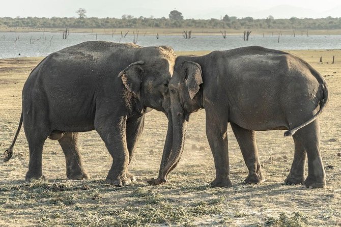 Yala National Park Jeep Safari With an Expert Of Wildlife - Cancellation Policy Guidelines