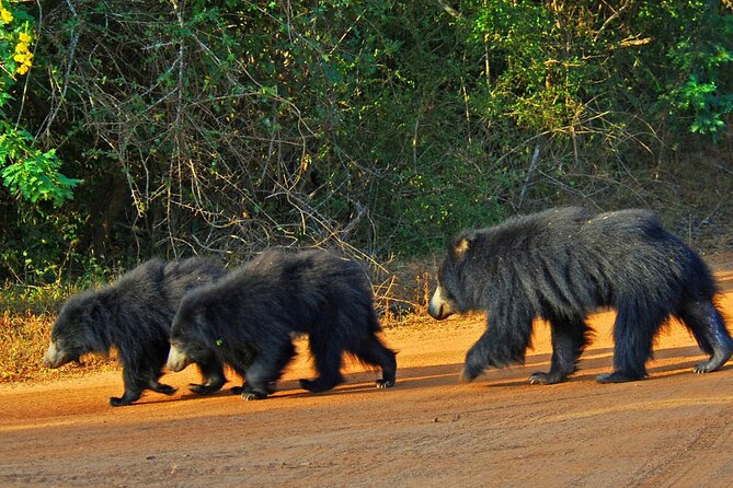 Yala National Park Safari From Hikkaduwa - Additional Tips for the Safari