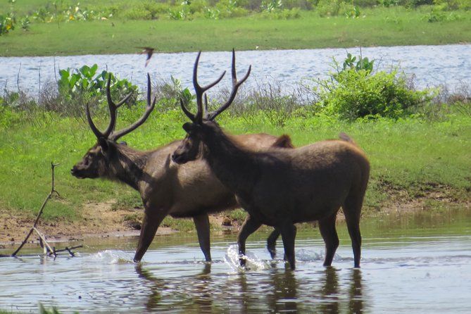 Yala National Park Safari From Tangalle - The Sum Up