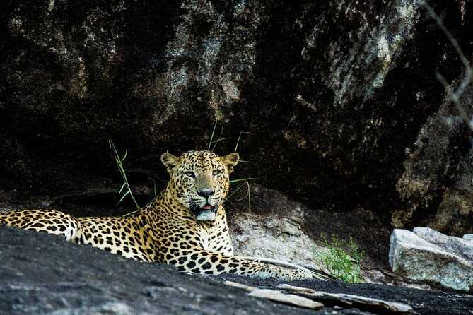 Yala Safari With Jeep, Sri Lanka - The Sum Up