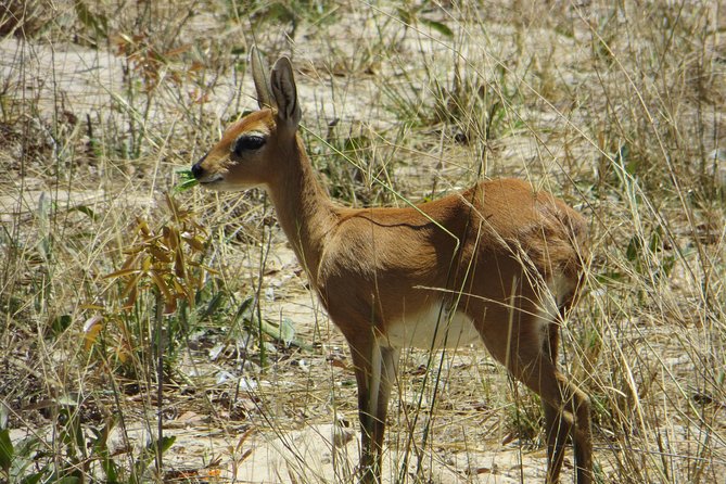 Zambezi National Park Big 5 Game Drives - Learn About Local Fauna