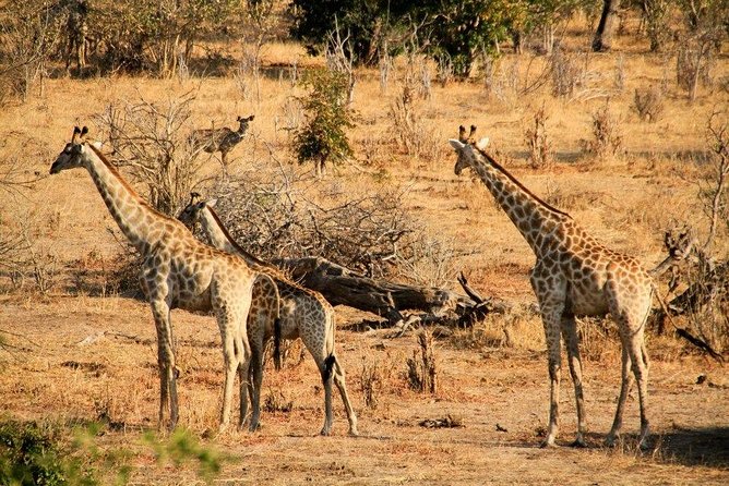 Zambezi Sundowner Cruise, Victoria Falls Zimbabwe - What To Expect