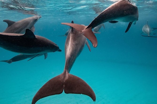 Zanzibar Dolphin Tour, Kuza Cave, Paje Beach, The Rock Restaurant, Jozani Forest - Pricing and Guarantee