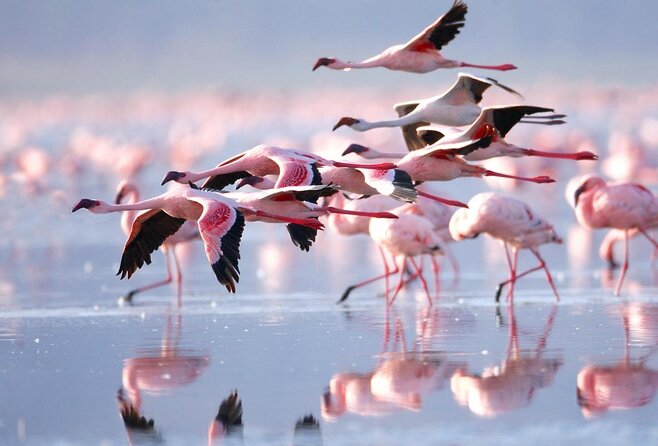 4days Masai Mara and Lake Nakuru Safari From Nairobi on 4WD Jeep
