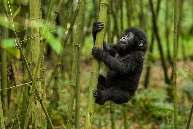 4days MOUNTAIN GORILLA TREKKING BWINDI - Good To Know