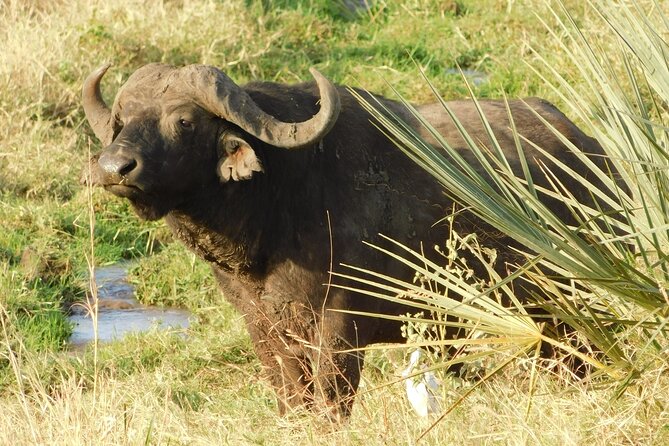 4x4 Land Cruiser Private 3 Day Safari Tour in Meru National Park - Good To Know