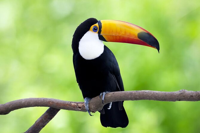 5 Day All Inclusive Private Guided Pacaya Samiria National Reserve From Iquitos - Good To Know